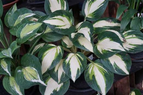 Hosta Vulcan