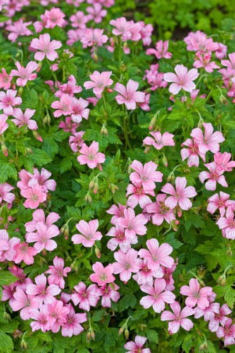 geranium oxonianum wargrave pink
