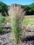 trzcinnik ostrokwiatowy "Overdam" (łac. Calamagrostis x acutiflora) kod: 5455