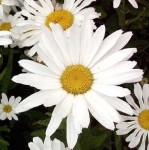 złocień wielki "Silberprinzessin" (łac. Leucanthemum x superbum) kod: 2769