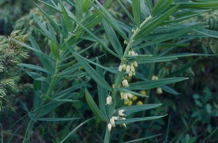 Polygonatum verticillatum