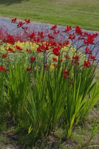 krokozmia  "Lucifer" (łac. Crocosmia) kod: 6613