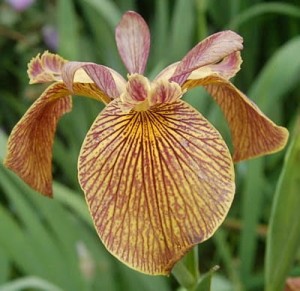 kosaciec żółty "Holden Clough" (łac. Iris pseudacorus) kod: 9550