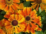dzielżan ogrodowy "Waldtraut" (łac. Helenium x hybridum) kod: 3129