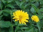słoneczniczek szorstki "Scabra Sommersonne" (łac. Heliopsis helianthoides) kod: 0448