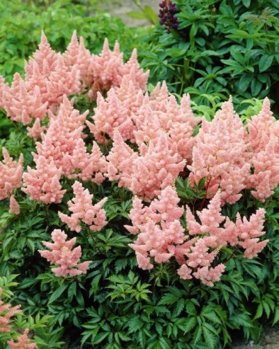 Astilbe Sister Teresa
