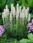 liatra kłosowa "Alba" (łac. Liatris spicata) kod: 0352