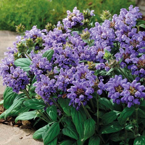 a8d14c4016af19a716100366cb993a698ea4e929