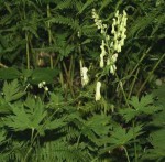 tojad lisi (łac. Aconitum vulparia) kod: 1714