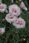 goździk pierzasty "Ine" (łac. Dianthus plumarius) kod: 3673