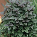 sadziec pomarszczony "Chocolate" (łac. Eupatorium rugosum) kod: 3833