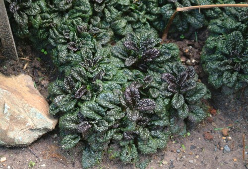 ajuga metalica crispa.jpg