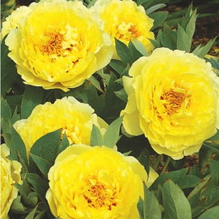 Paeonia Yellow Crown