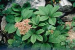rodgersja pierzasta (łac. Rodgersia pinnata) kod: 4893