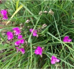 trzykrotka wirginijska "Satin Doll" (łac. Tradescantia virginiana) kod: 8589