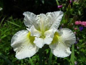 kosaciec syberyjski "Harpswell Happiness" (łac. Iris sibirica) kod: 1535