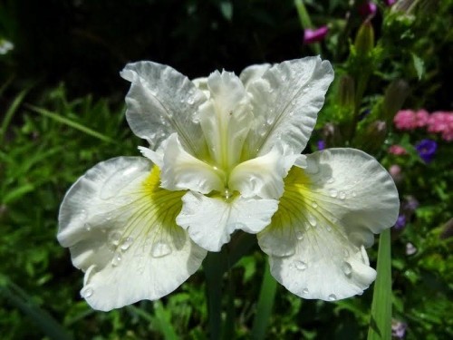 Iris sibirica Harpswell Hapines