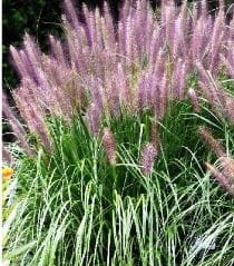 pennisetum alopecuroides Red Head