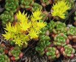 rozchodnik oregoński (łac. Sedum oreganum) kod: 1672