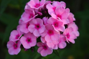 płomyk wiechowaty "Baby Face" (łac. Phlox paniculata) kod: 5290