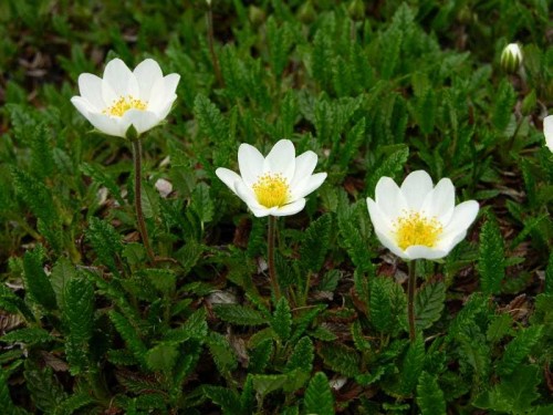 DRYAS octopetala.jpg