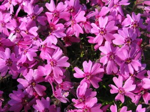 płomyk szydlasty "Samson" (łac. Phlox subulata) kod: 3013