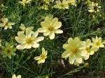 nachyłek okółkowy "Moonbeam" (łac. Coreopsis verticillata) kod: 3821