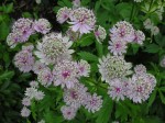 jarzmianka większa (łac. Astrantia major) kod: 1280