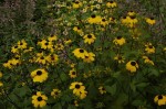 rudbekia  (łac. Rudbeckia triloba) kod: 8752
