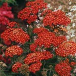 krwawnik pospolity "Purpurglut" (łac. Achillea millefolium) kod: 5465