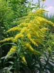 nawłoć kanadyjska "Goldkind" (łac. Solidago canadensis) kod: 0797