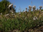 łyszczec  (łac. Gypsophila fastigiata) kod: 4353