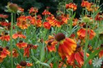 dzielżan ogrodowy "Moerheim Beauty" (łac. Helenium x hybridum) kod: 0302