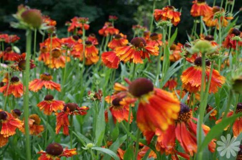 Helenium 'Moerheim Beauty.jpg