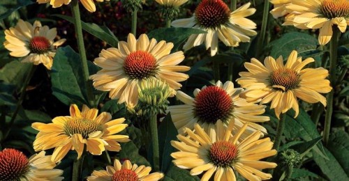 e0be1b6e3563687c65ad9fc1be21db57c0fe3560