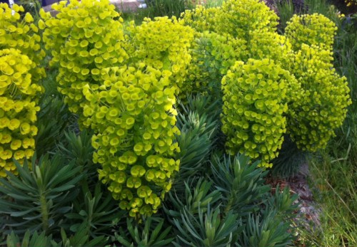 Euphorbia characias wulfenii