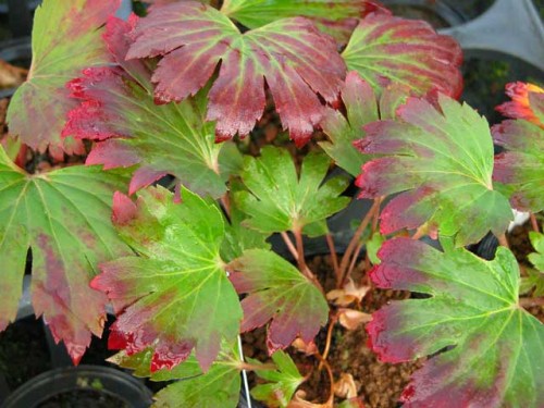 Aceriphyllum rossi.jpg
