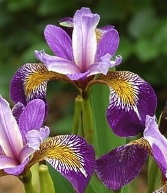 kosaciec żółty "Spartacus" (łac. Iris pseudacorus) kod: 9785