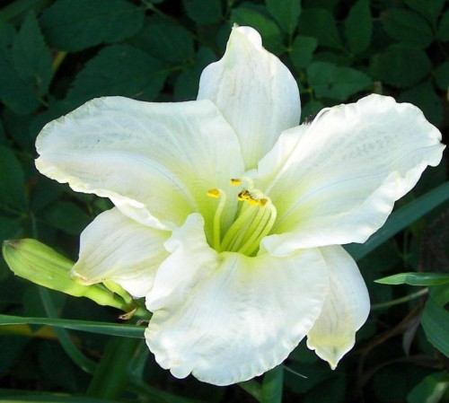 d46f913702c157077fc120a0dae99a9daebfe509