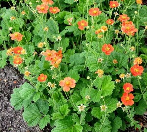 kuklik szkarłatny "Borisii" (łac. Geum coccineum) kod: 0399