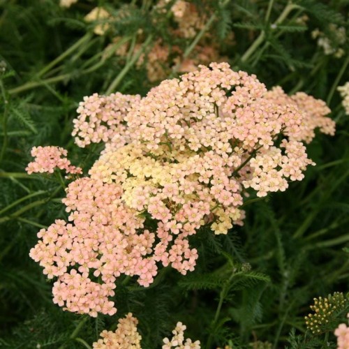 ACHILLEA MILLEFOLIUM LISTOPAD