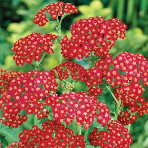 krwawnik  "Red Velvet" (łac. Achillea) kod: 9289