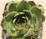 rojnik  "Olivette" (łac. Sempervivum x hybridum) kod: 8900