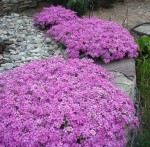płomyk szydlasty "Rosette" (łac. Phlox subulata) kod: 3011