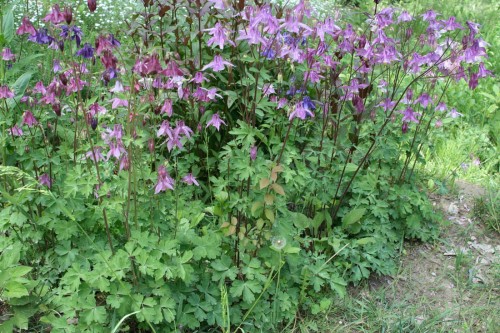 Aquilegia vulgaris