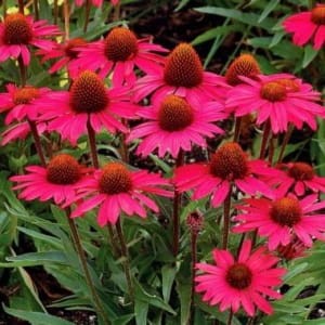 914c663488a17b2a80ca32e3fe434dac0c6b0244