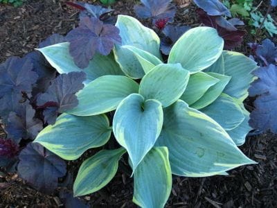 hosta blue flame
