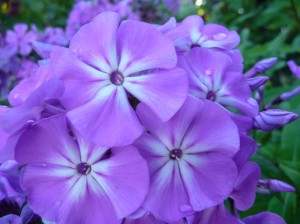 płomyk wiechowaty "Blue Boy" (łac. Phlox paniculata) kod: 5291
