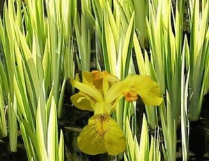 kosaciec żółty "Variegata" (łac. Iris pseudacorus) kod: 4111
