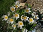 sasanka zwyczajna "Alba" (łac. Pulsatilla vulgaris) kod: 0337
